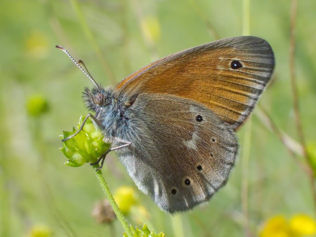 Coenonympha tullia (Muller, 1764)